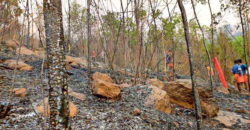 'Manorama Online' web series on forest fires 'Manorama Online' web series on forest fires