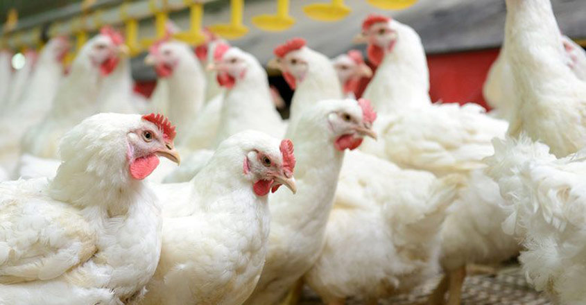 Kerala govt to cull domestic birds in village were avian flu was detected Kerala govt to cull domestic birds in village were avian flu was detected