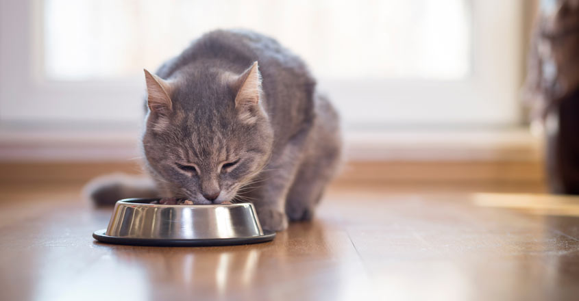 Kerala HC to hear plea against cops for refusing pass to buy cat food