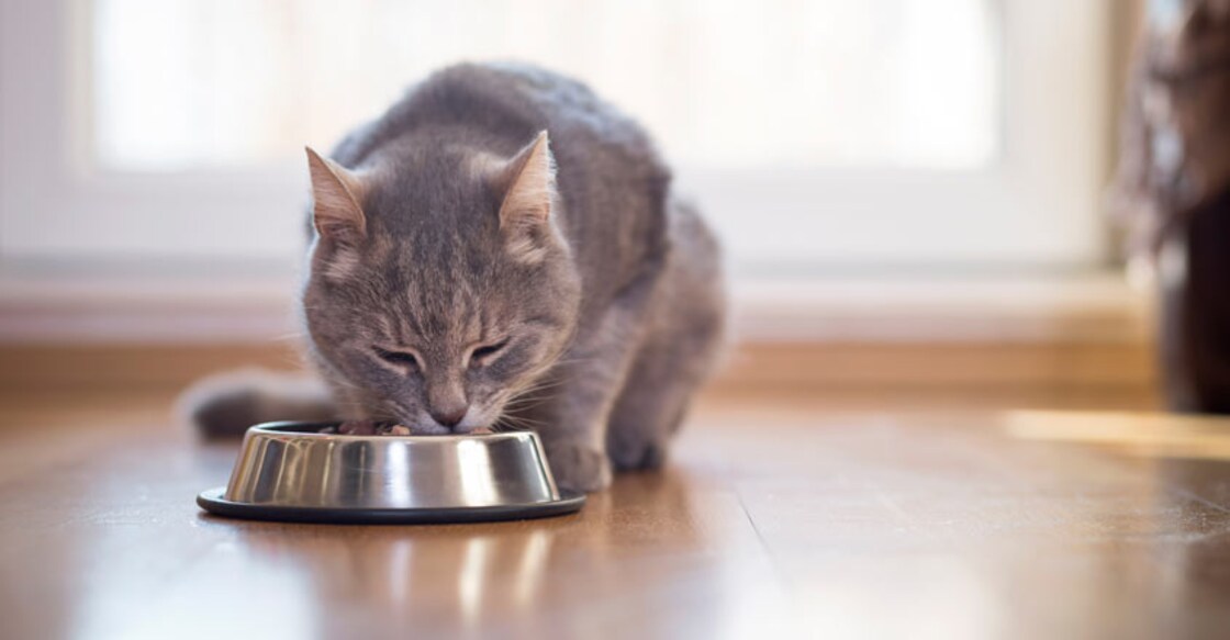 Kerala HC to hear plea against cops for refusing pass to buy cat food