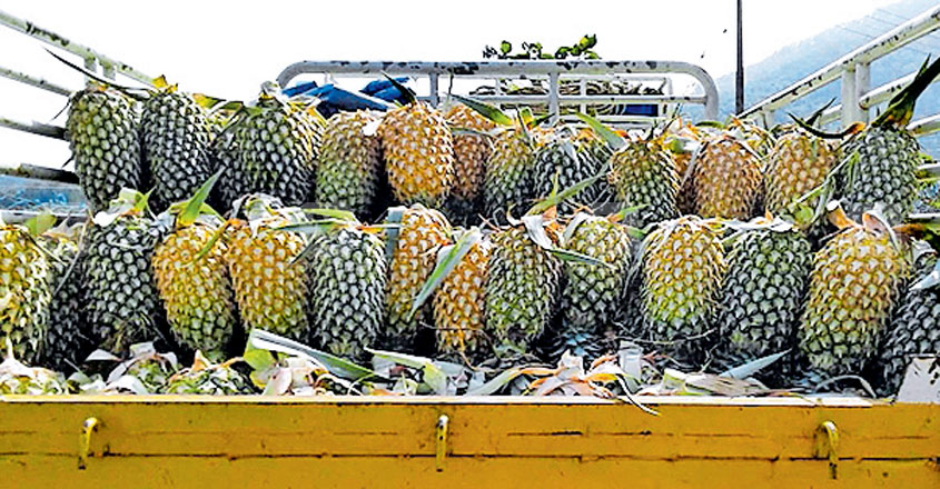 Corona-hit Kerala farmers go for 'pineapple-cucumber challenge' Corona-hit Kerala farmers go for 'pineapple-cucumber challenge'