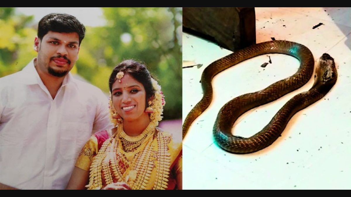 Murder mystery unearthed: It took Rs 10,000 and 2 snakes for husband to kill Anchal native | Kerala News | Manorama English
