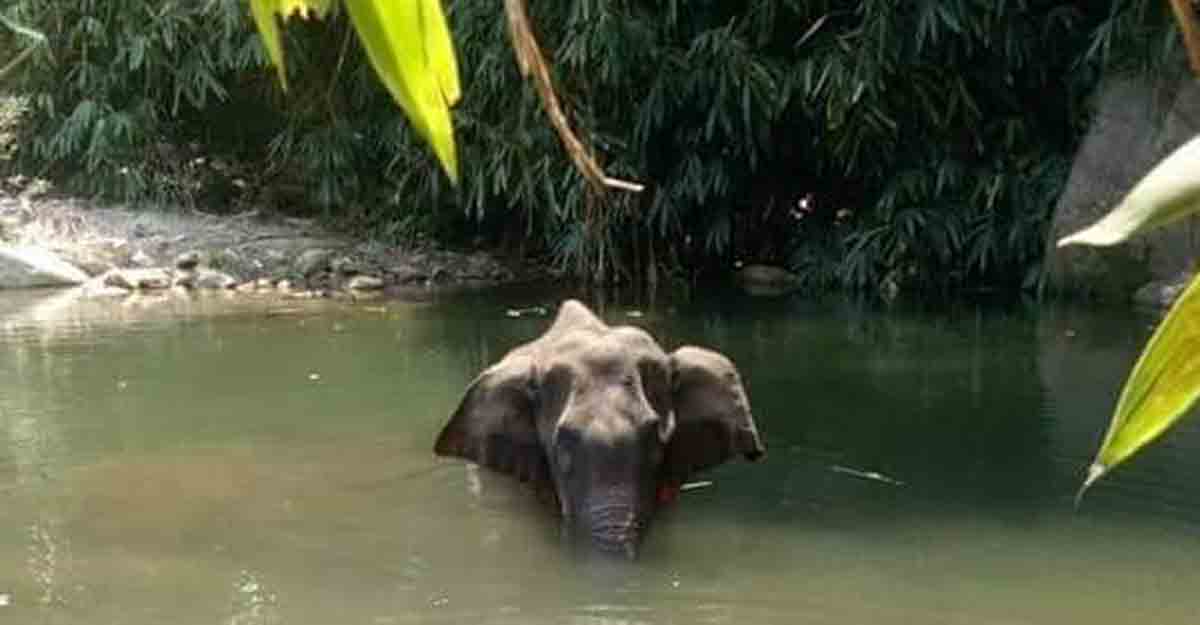 Police arrest one in the accidental killing of an elephant in Kerala; three detained