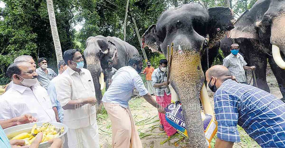 Captive elephants get ration kit to tide over lockdown misery