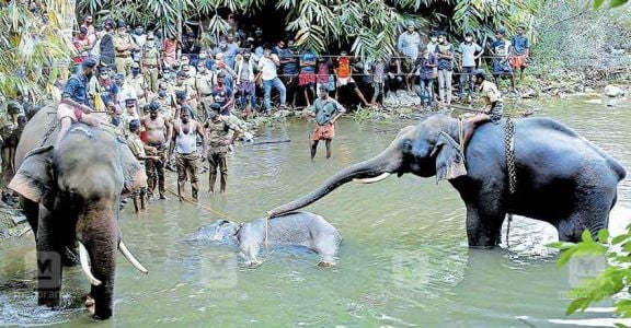 Kerala elephant death: Tenant farmer held, more arrests likely Kerala elephant death: Tenant farmer held, more arrests likely