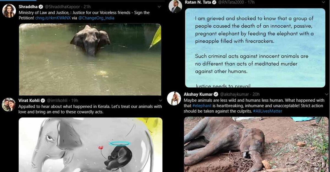 Twitter on protest mode over #KeralaElephantMurder, celebs vent anger