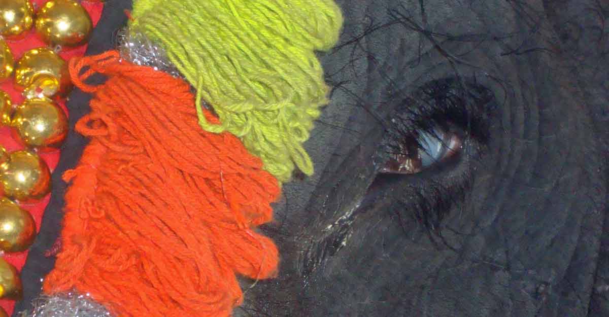 captive-elephant-eye captive-elephant-eye