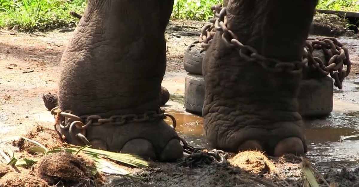 captive-elephant-leg captive-elephant-leg