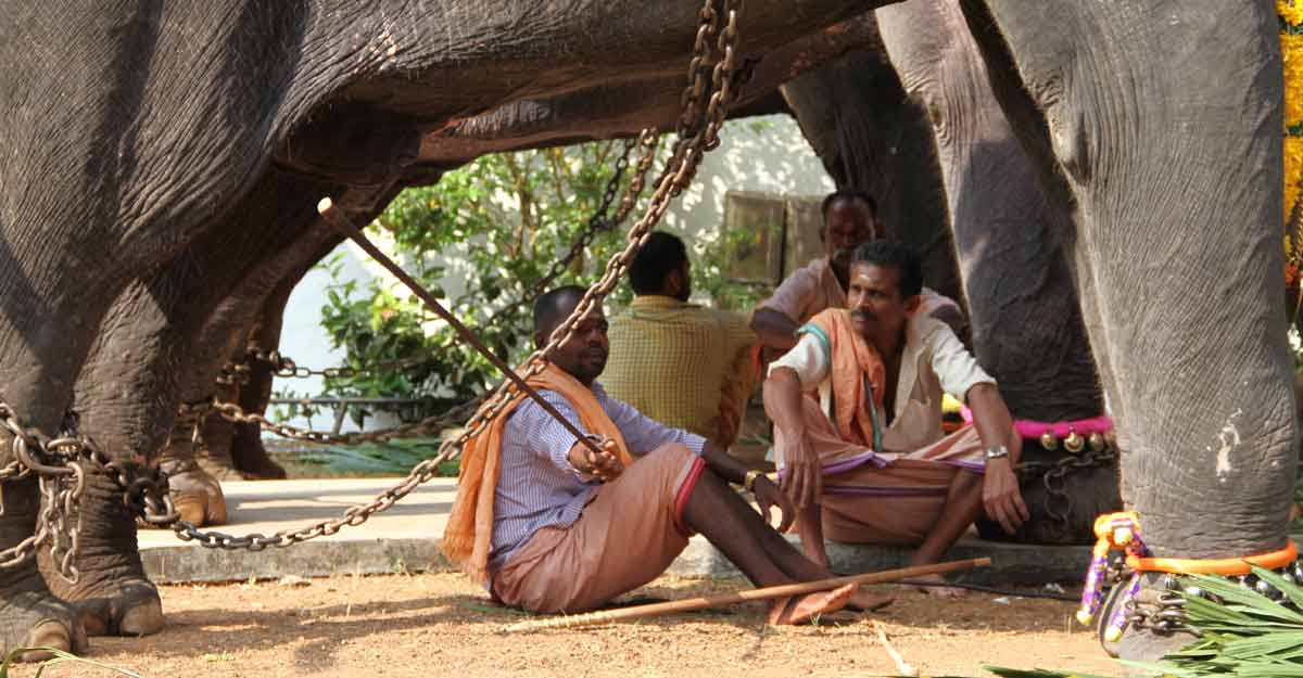 Torture in captivity kills more elephants in Kerala, but perpetrators go scot-free Torture in captivity kills more elephants in Kerala, but perpetrators go scot-free