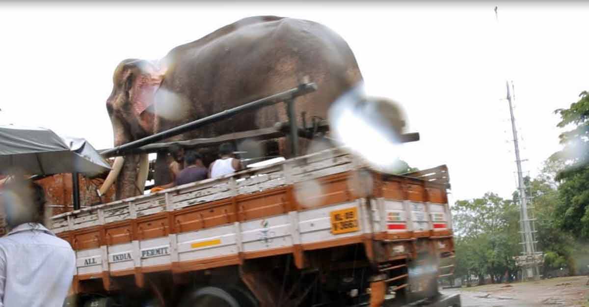 captive-elephant-truck captive-elephant-truck