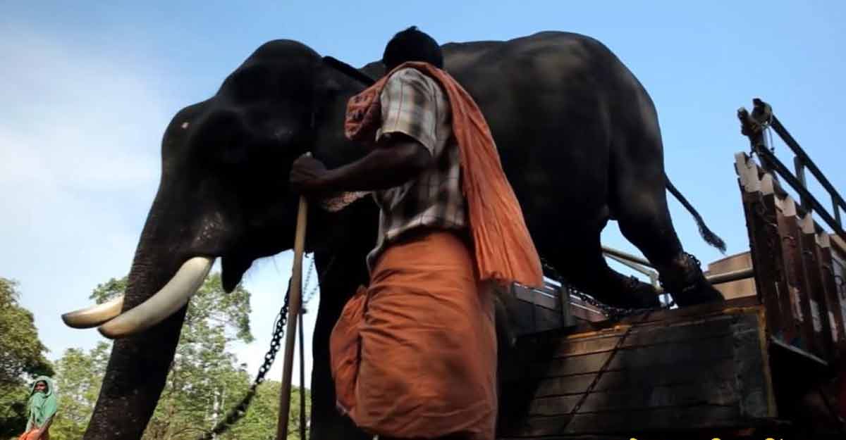 Captive elephants starving during lockdown, Kerala comes up with plan to nourish them Captive elephants starving during lockdown, Kerala comes up with plan to nourish them