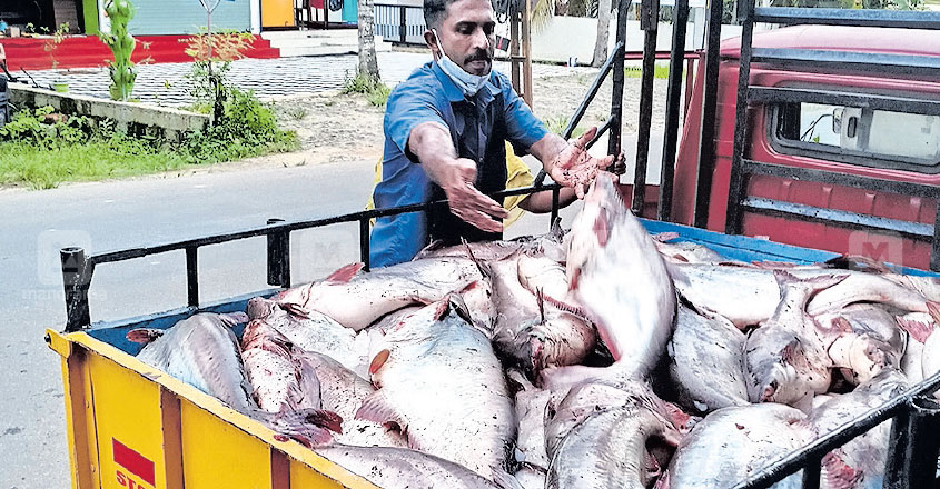 Door-to-door & pavement fish sales banned in Kerala with COVID-19