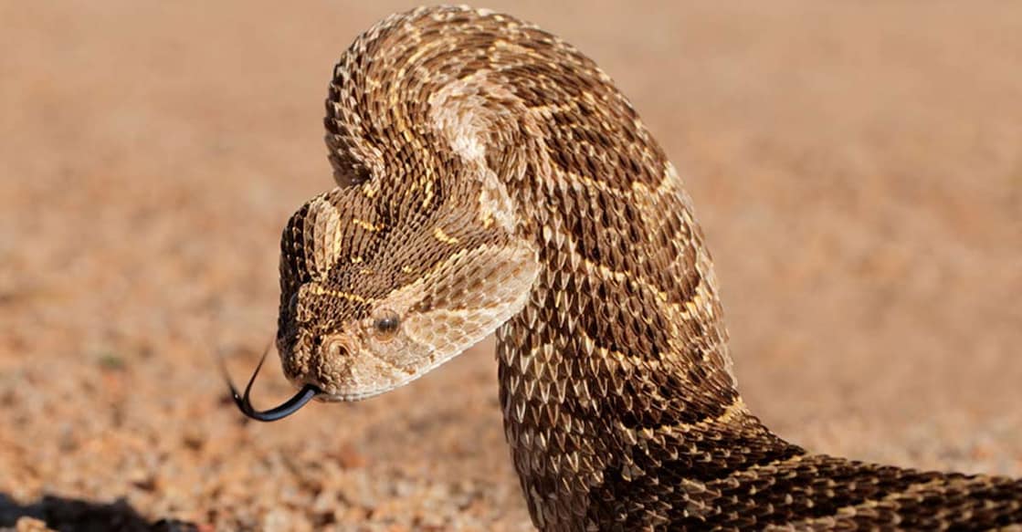 Jail, fines await snake catchers without licence in Kerala