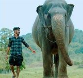 This Kerala elephant's bond with owner makes her a 'chocolate hero' on social media