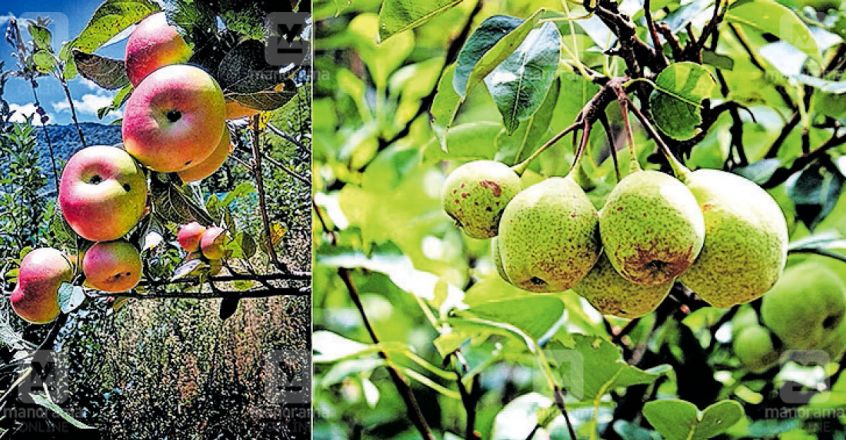 idukki-marayur-apple-fruits-image-845-440