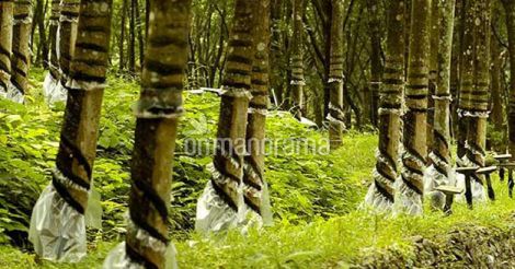 Rubber plantation