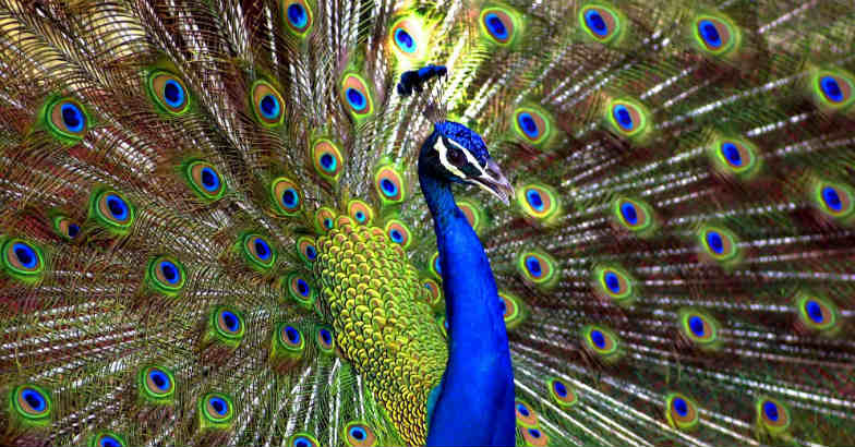 Rajasthan HC judge says peacocks don't have sex, leaves Twitter in ...