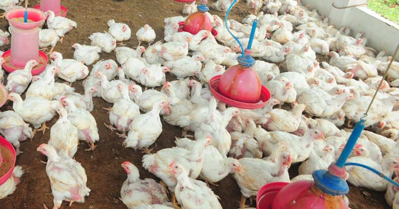 Antibiotic use in poultry sector rampant: CSE - Poultry Farm