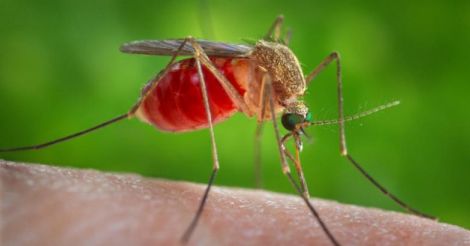 Athlete in 'serious' condition after contracting malaria