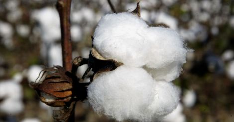 Bt Cotton