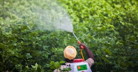 Insecticide being sprayed on cotton fields