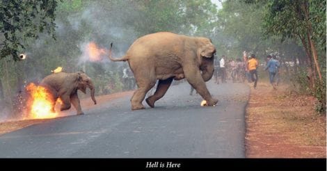 Elephant, calf running for their lives: the harrowing picture that won top award