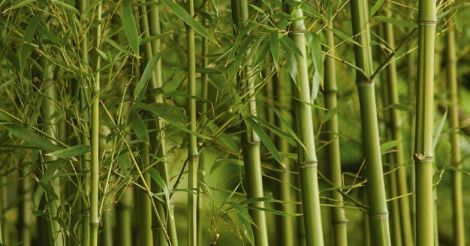 Bamboo