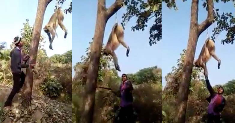 monkey killing beaten goes viral india death onmanorama arrested