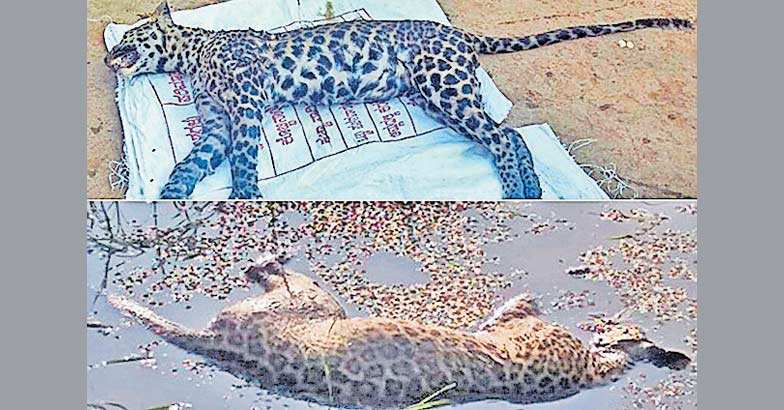 Carcass of black leopard found in Kotagiri