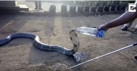 Evolution 2.0: Thirsty king cobra takes water in plastic bottle from forest guards | Video