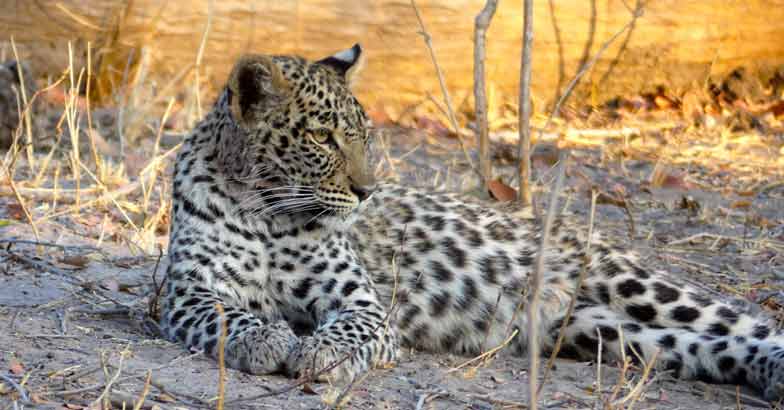 Leopard mauls woman to death at Valparai
