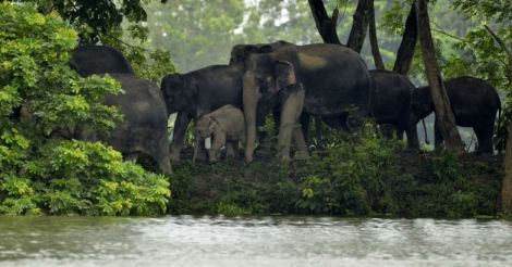 elephants-kaziranga