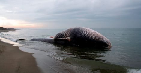 14-year-old Mumbai boy on way to finish 'Blue Whale Challenge' rescued