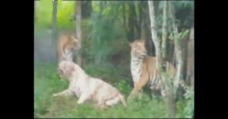 White tiger succumbs to injuries after fight with Bengal tigers | Video