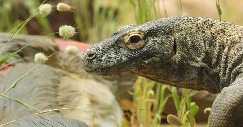 All four monitor lizards in Delhi zoo die of 'shock' | Delhi zoo ...