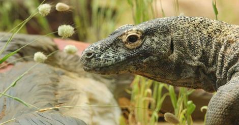 All four monitor lizards in Delhi zoo die of 'shock'