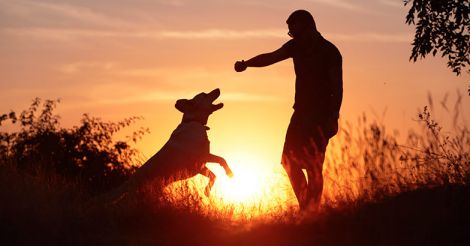 Pained by pet dog's death, Pune student jumps off 6th floor to end his life