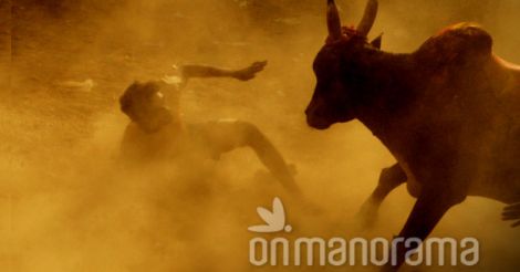 36 injured during Jallikattu event in Madurai