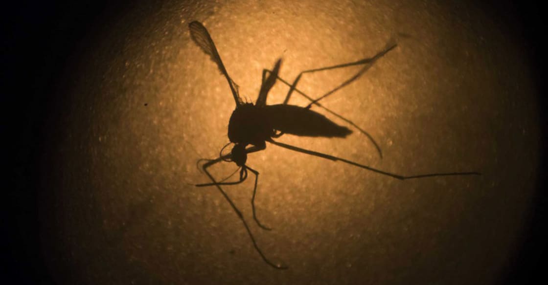 Mosquito Mosquito