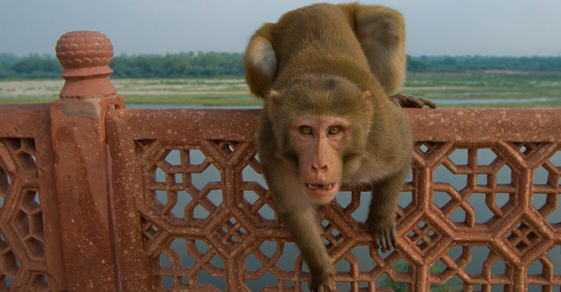 Infant dies as monkey snatches and wounds it