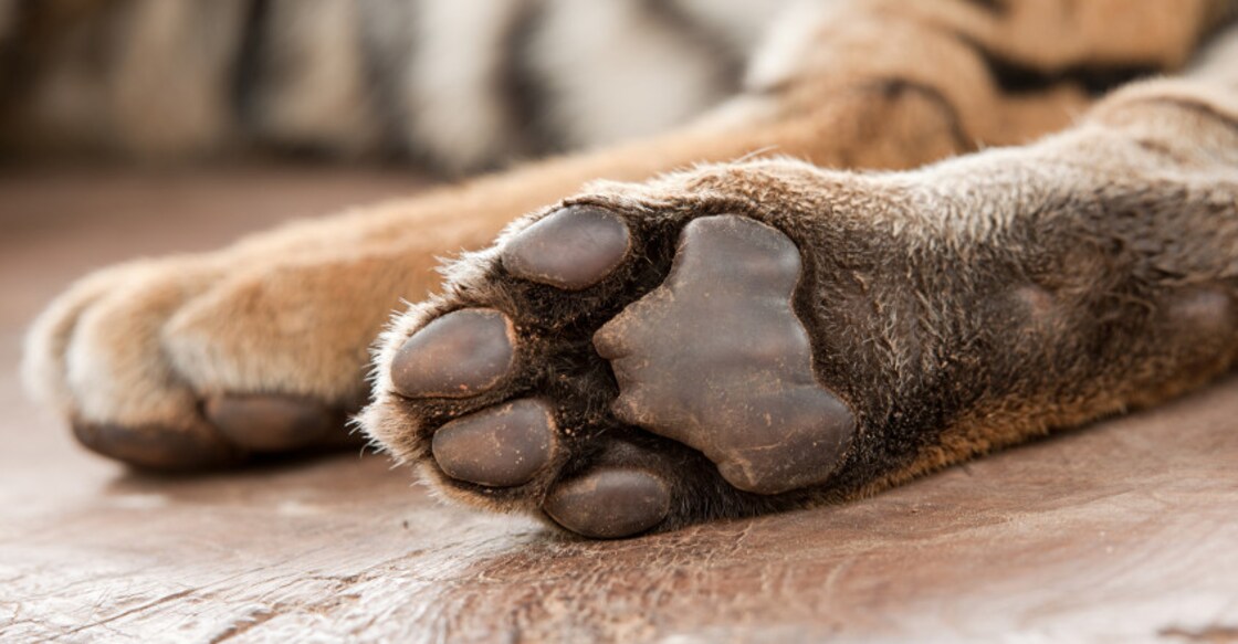 Tiger paw
