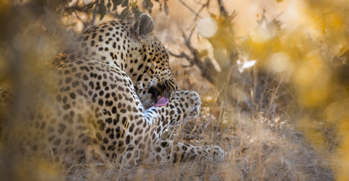 Leopard kills monk meditating in Maharashtra forest Leopard kills monk meditating in Maharashtra forest