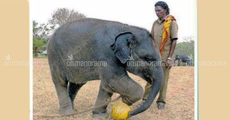 Abandoned by herd, elephant calf finds new family among humans