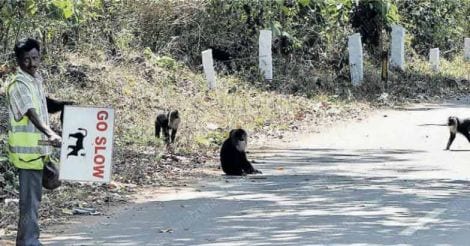 Watch out! Lion-tailed macaques are crossing the road