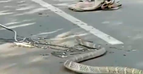 16-ft king cobra rescued in Odisha village | Video