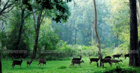 India's forest cover grew by over 6,700 sq km, Kerala has a reason to celebrate