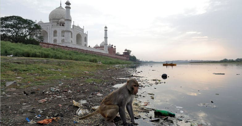Pollution paints Taj Mahal yellow and green | Taj Mahal green | Taj