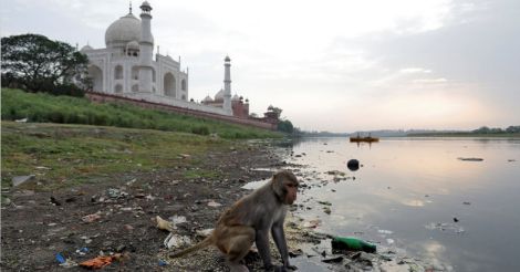 Pollution paints Taj Mahal yellow and green