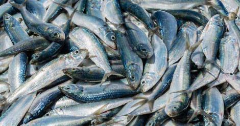 More toxic fish arrive, nearly 10 tons seized