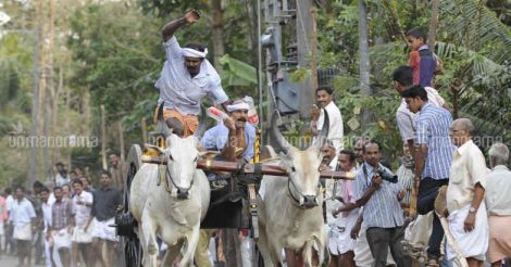 PETA refuses to give up, files plea against 'rekla' bull race in TN